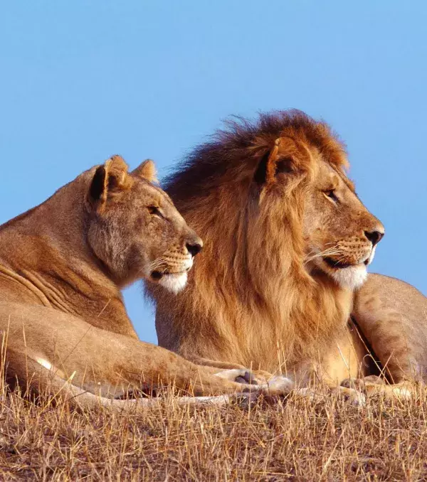 Only dominant lions are allowed to mate