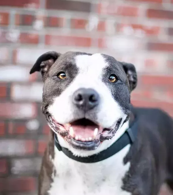 Originating in Europe, Pit Bulls have never had an easy life.