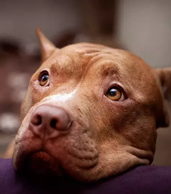 The Pit Bull can also be very sociable.