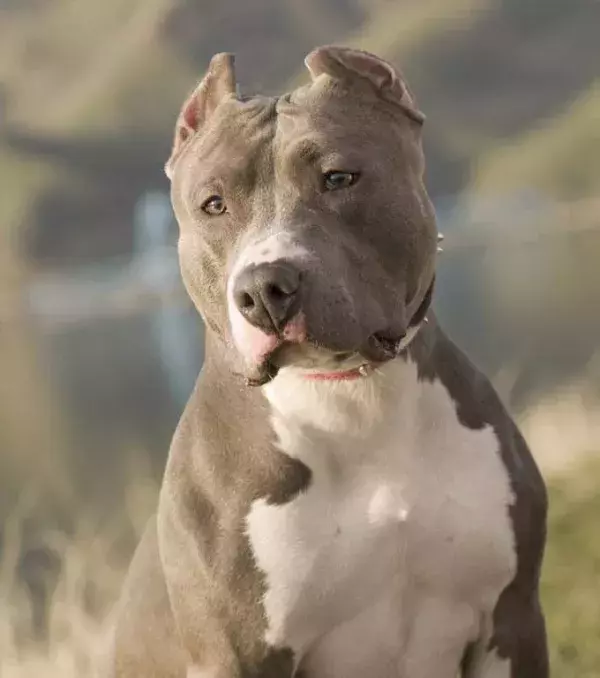 A Pit Bull's training must be very firm.