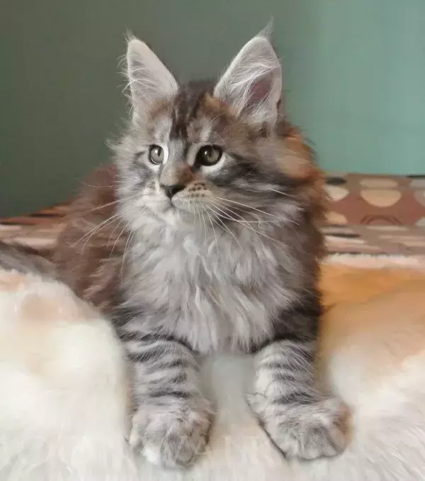 A superb Maine Coon kitten