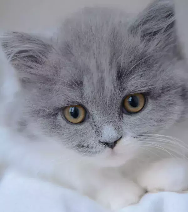 A sweet British Shorthair