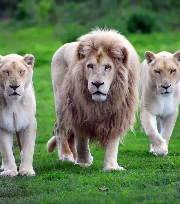 There is a type of lion known as the 'white lion'