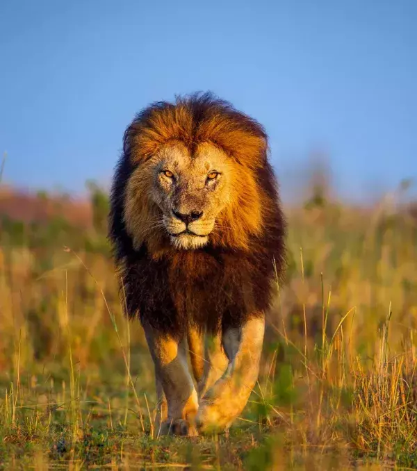 They are called King of the Jungle because of their raw power and strength