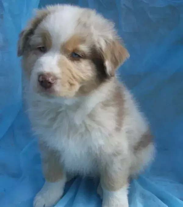They are super cute and the white fur dominates the brown. How precious right?