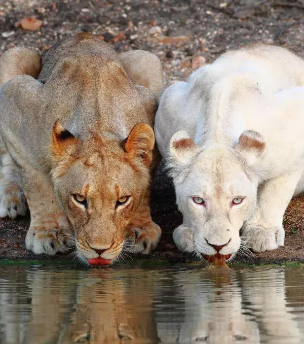 Two lions having a drink