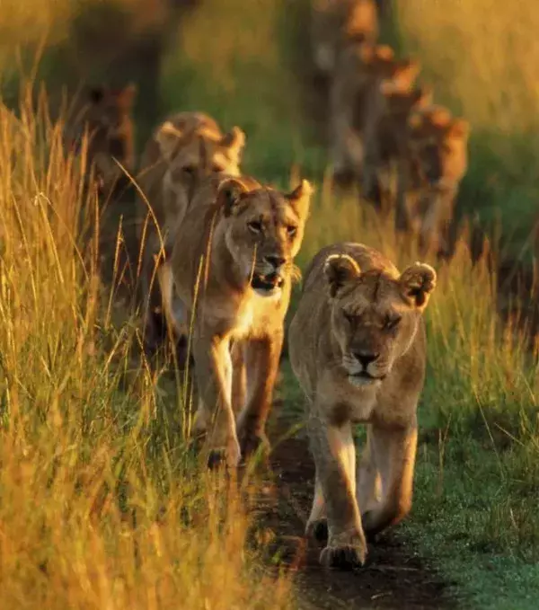 Up until the 19th century lions were also commonly found in Asia