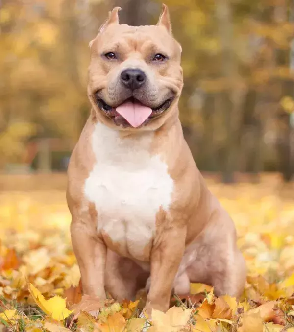 Well-trained, a Pit Bull can be as gentle as a lamb.