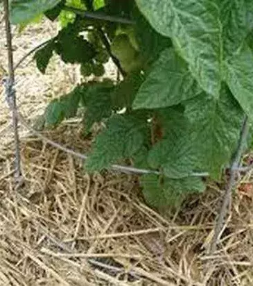 Adding mulch to plants will allow the plant to retain moisture and keep the soil warm. Try this if you are struggling to maintain the moisture.
