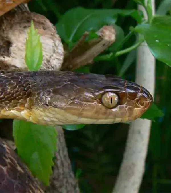 The Brown Tree snake is an invasive animal that arrived on island from military cargo. The snakes attacked a majority of the birds on the island. It is very rare to hear birds chirping in the morning!