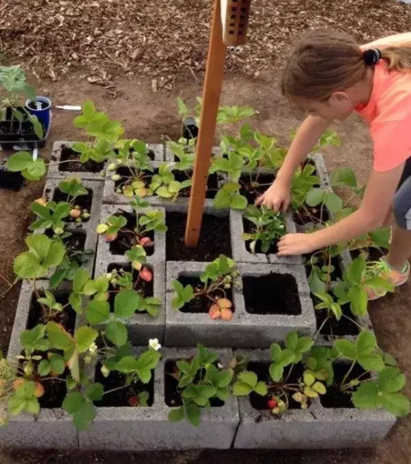 Forget the plastic plant holders this summer! Here's a fun way to garden, just add all your favourite herbs in the breeze block squares!