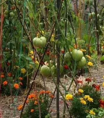 Grow marigold or datura plants near your tomatoes. This will help repel the nematodes (microscopic worms) that can kill your tomatoes.