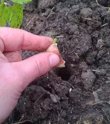 At last, the mystery object! Add garlic to the soil where your tomatoes are planted. The garlic will kill off bacteria and give your tomatoes a better taste!
