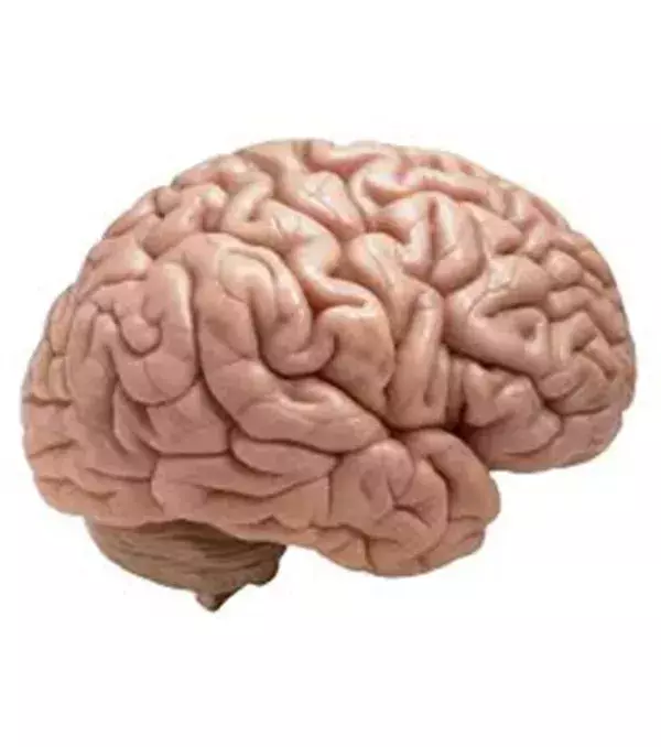 Left-handed people primarily use the right side of their brain.