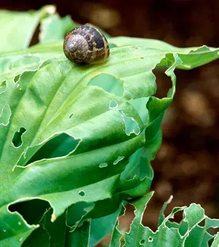 Place copper wiring around your garden or plant. This will help drive away any slugs and snails that will nibble at the leaves.