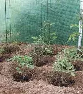 Tomatoes do not grow for more than two years on the same land. Remember to alternate the plantation.