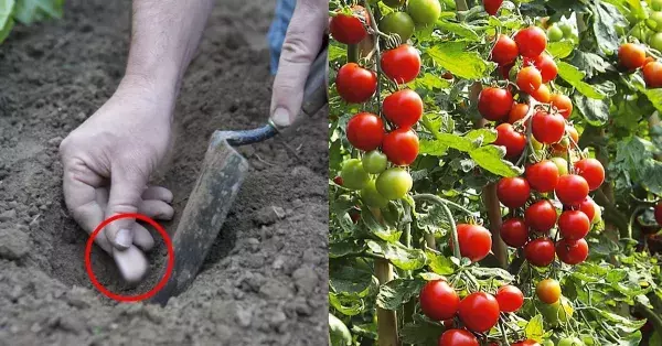 Tomatoes